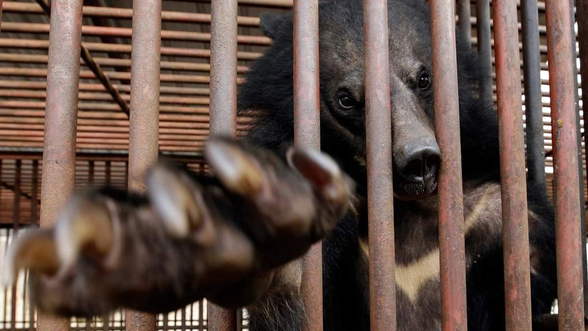 Corea del Sur pondrá fin a la cría de osos y a la extracción de su bilis