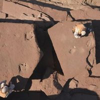Increíble hallazgo en El Chocón: encontraron huellas de un dinosaurio carnívoro