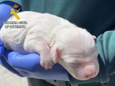 Detienen a un hombre por atacar a golpes una camada; dos cachorros murieron y uno fue rescatado