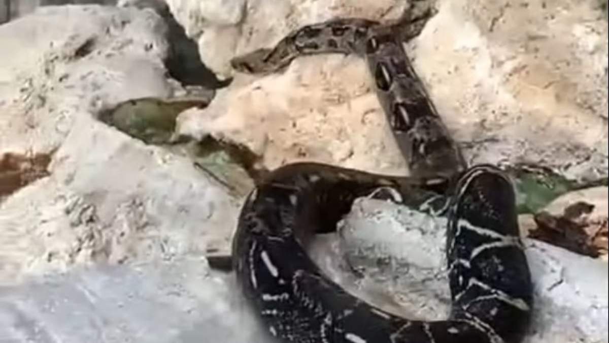 Boa en las Grutas de Tolantongo