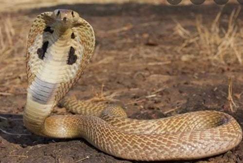 Cobra venenosa que escapó de su jaula