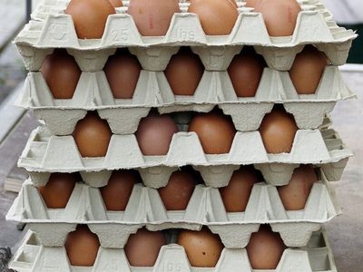 Tesoro escondido en la cocina: qué hacer con ese maple de huevos antes de que termine en la basura