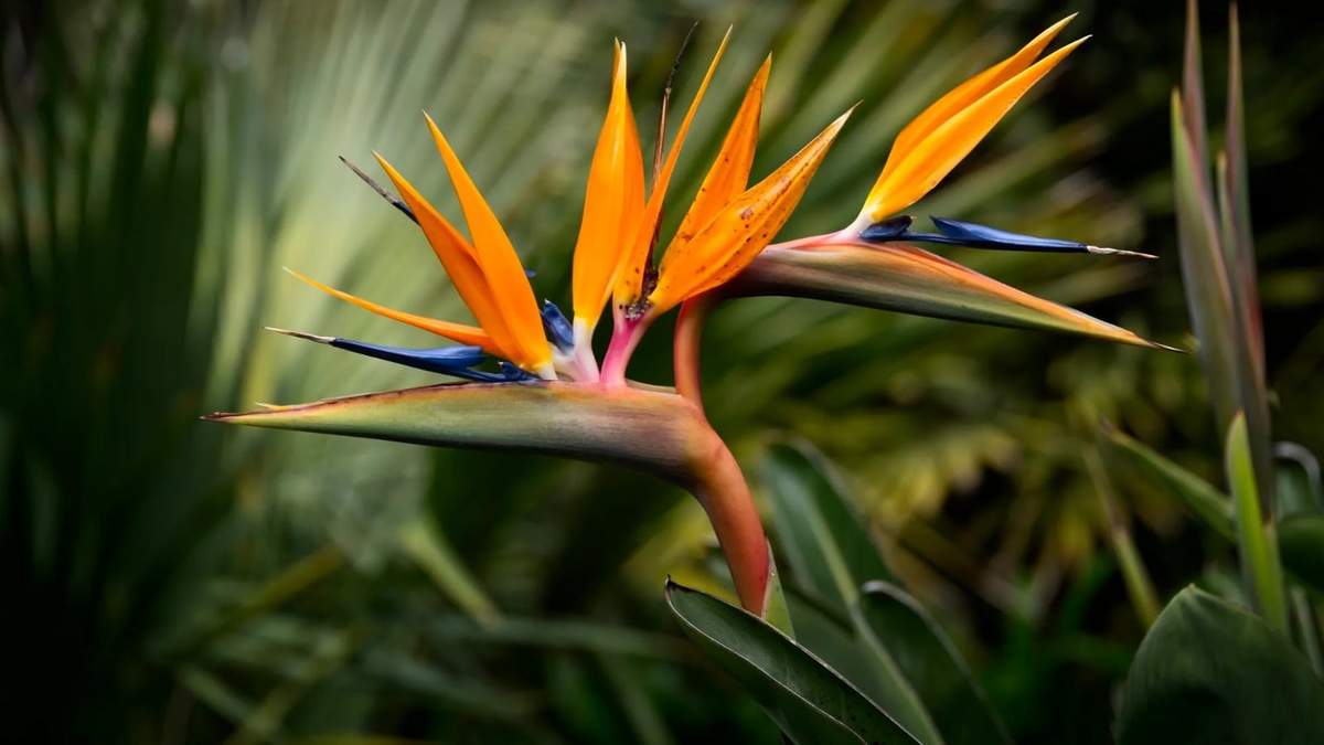 Strelitzia. Fuente: (Instagram)