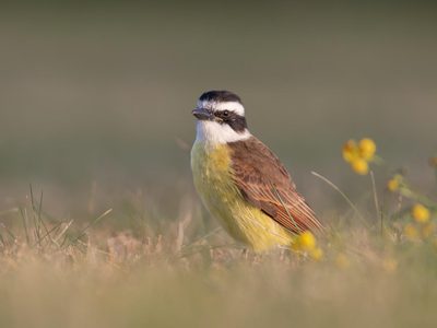 No lo vas a creer: qué significa que un Benteveo aparezca en tu jardín