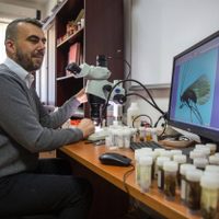 Descubren un nuevo insecto y lo bautizan como "coronavirus"