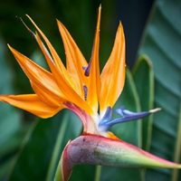 4 plantas de hojas grandes ideales para darle un toque selvático a tus espacios