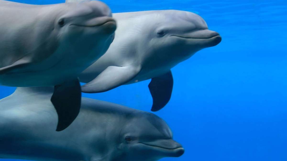 Delfines. Fuente: (Twitter)
