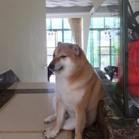 La perrita viral Cheems está enferma; "me estoy preparando para lo peor", dice su dueña