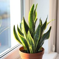 Sin gastar un peso: el truco de los viveristas para que tus plantas se mantengan hermosas todo el invierno