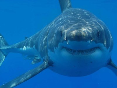 Una especie de tiburón podría haber contribuido a la extinción del histórico megalodón