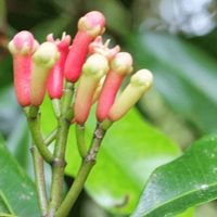 La flor que nunca florece, se puede cultivar en maceta o jardín y tiene fama de buena en la cocina