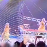 VIDEO muestra momento en que tigre alcanza las gradas tras falla de seguridad en circo