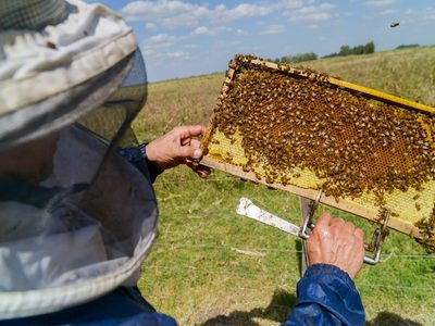 Cuándo será la primera convocatoria para productores apícolas y apicultores en Zapala