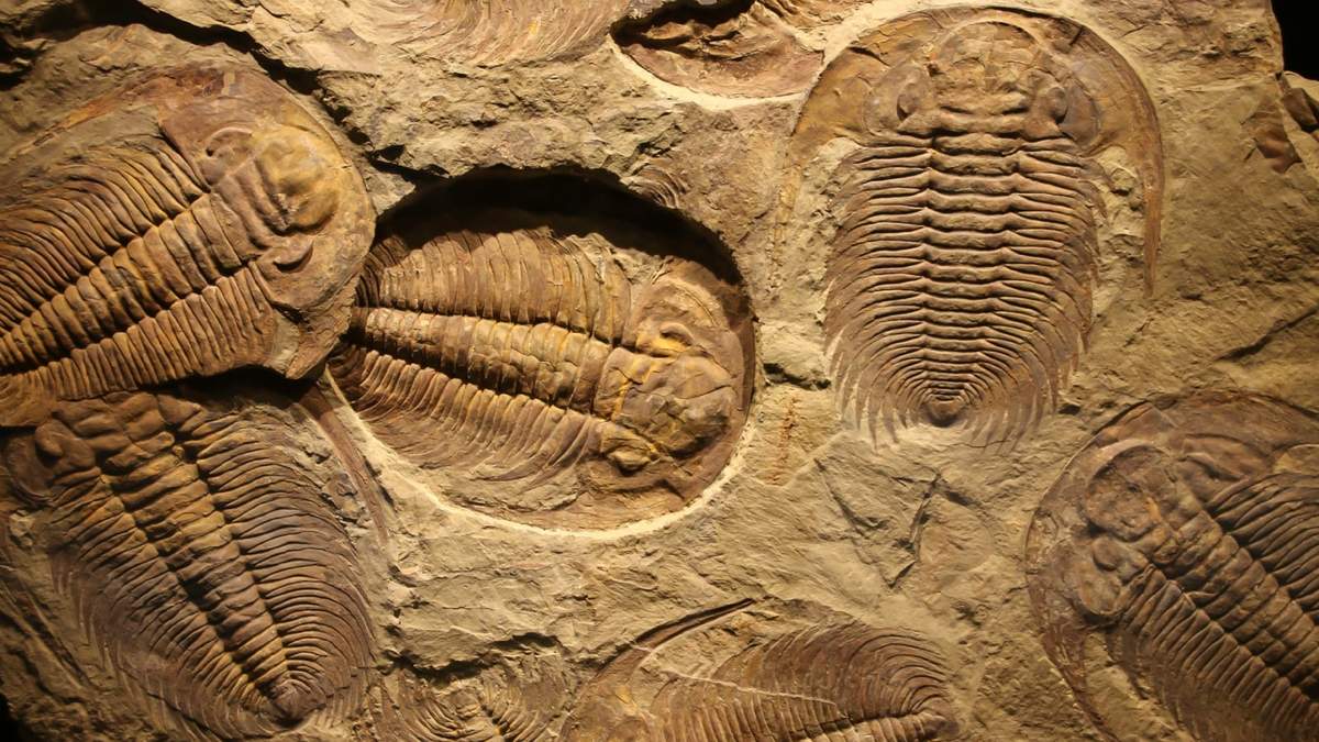 Los trilobites son un grupo de artrópodos de entre 520 y 250 millones de años de antigüedad