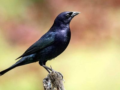 Qué significa que un tordo aparezca de sorpresa cantando en tu jardín