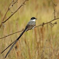 Curiosidades de la Tijereta, el pájaro similar a la Golondrina que destaca por su audaz carácter y su llamativa cola larga
