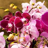 El truco bien casero y efectivo para curar las manchas en las hojas de orquídeas: tomá nota