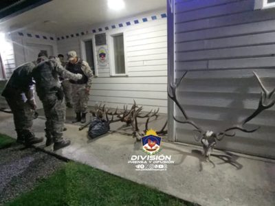 Circulaba por Junín de los Andes con cinco cabezas de ciervos