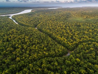 Esta es la fruta que mantuvo vivos a los hermanitos que estuvieron 26 días perdidos en la Amazonía