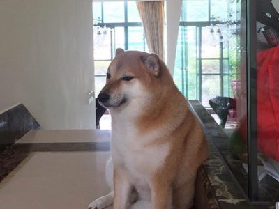 Murió Balltze, la perrita que protagonizó miles de memes como Cheems