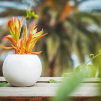 Suculentas: cuáles son los cuidados que requieren las crasas durante el verano