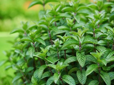 El secreto de los jardineros para que tu planta de menta crezca grande y rozagante