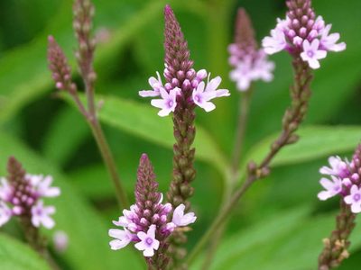 5 hermosas plantas que son perfectas para atraer las mariposas a tu jardín