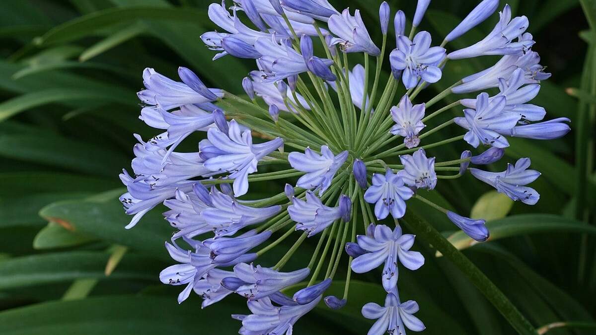 Agapanthus Tornado. Fuente: (X)