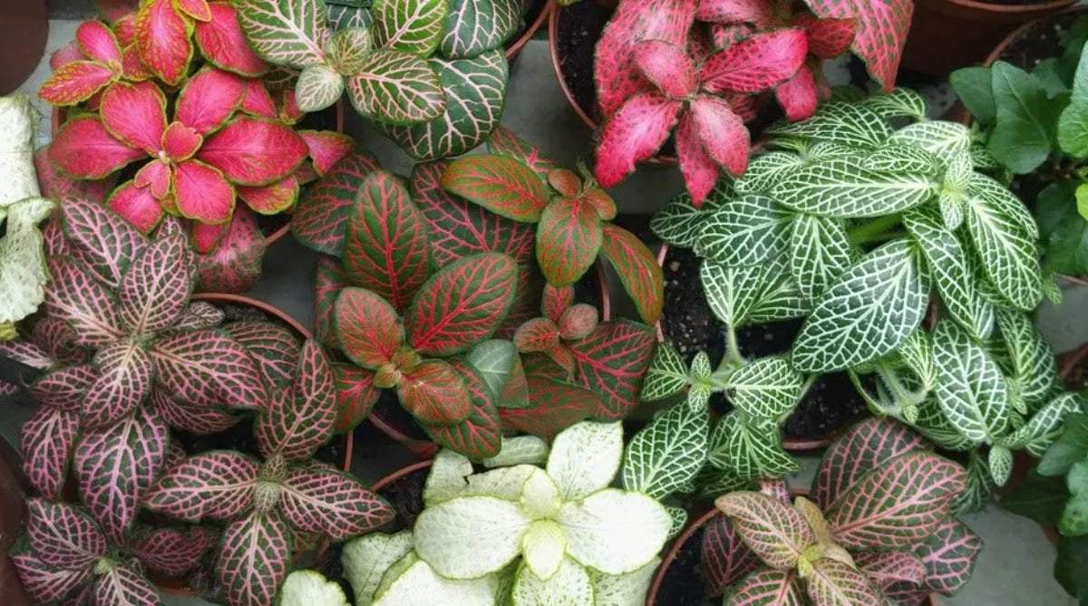 Plantas. Fuente: (Instagram).