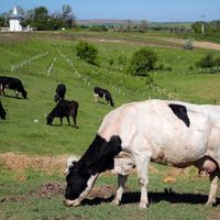 Cobrarán impuesto por flatulencias de vacas y cerdos a partir de 2030