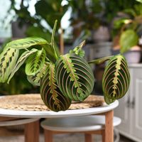 Calatheas, la planta tendencia en decoración que sube y baja según la luz: cómo cuidarla para que luzca radiante
