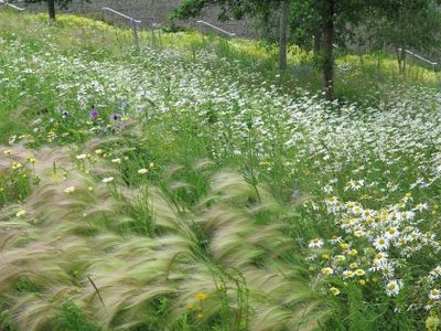Tené una verdadera pradera en tu jardín con estas plantas que podés cultivar muy fácilmente