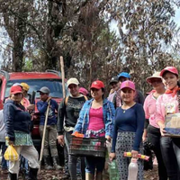 Reforestan con pinos parcelas donde cultivaban amapola en la sierra de Guerrero