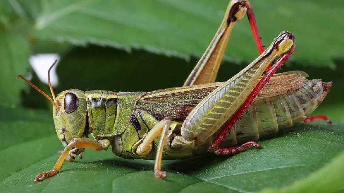 Curiosidades sobre los saltamontes. Fuente: (X)