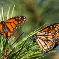 Mariposa Monarca es clasificada como especie "en peligro" de extinción