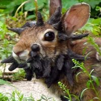 Papillomavirus: avistaron conejos con tentáculos en Colorado