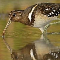 Curiosidades sobre el aguatero: el ave que es capaz de nadar y adora los vuelos silenciosos