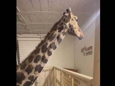Benito llega a Africam Safari; se integrará con demás jirafas
