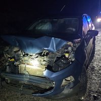 Un automovilista chocó contra dos novillos que se cruzaron por la Ruta 40 camino a  San Martín de los Andes