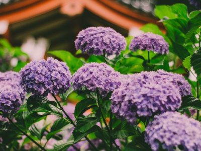 La técnica japonesa que no falla para despertar la floración de tus hortensias y que crezcan sin parar