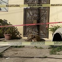 Rescatan a tres gatos y a “Chato” un perro que alimentaba Lourdes Maldonado