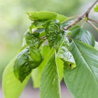Por qué las hojas de mis plantas se enrollan y están deformadas, y cómo solucionarlo