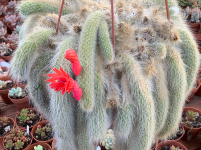 3 formas fáciles de reproducir tu cactus Cola de Mono sin gastar en una planta extra