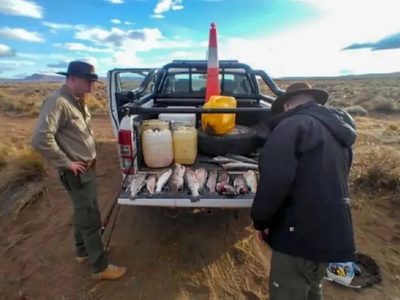 En controles simultáneos, encontraron cabezas de ciervo, cueros de puma, una cabeza de jabalí, truchas y carne de guanaco