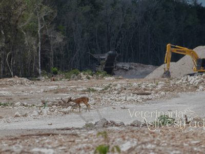 Video de un ciervo en obras del Tren Maya aviva debate sobre su construcción