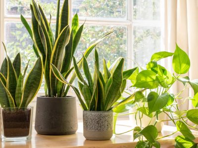 Por qué las hojas de tus plantas se secan: 3 errores que no deberías cometer