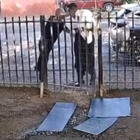 “Para que le bajes de huevos”: Graban golpiza contra el periodista Jorge Heras en Mexicali (Video)