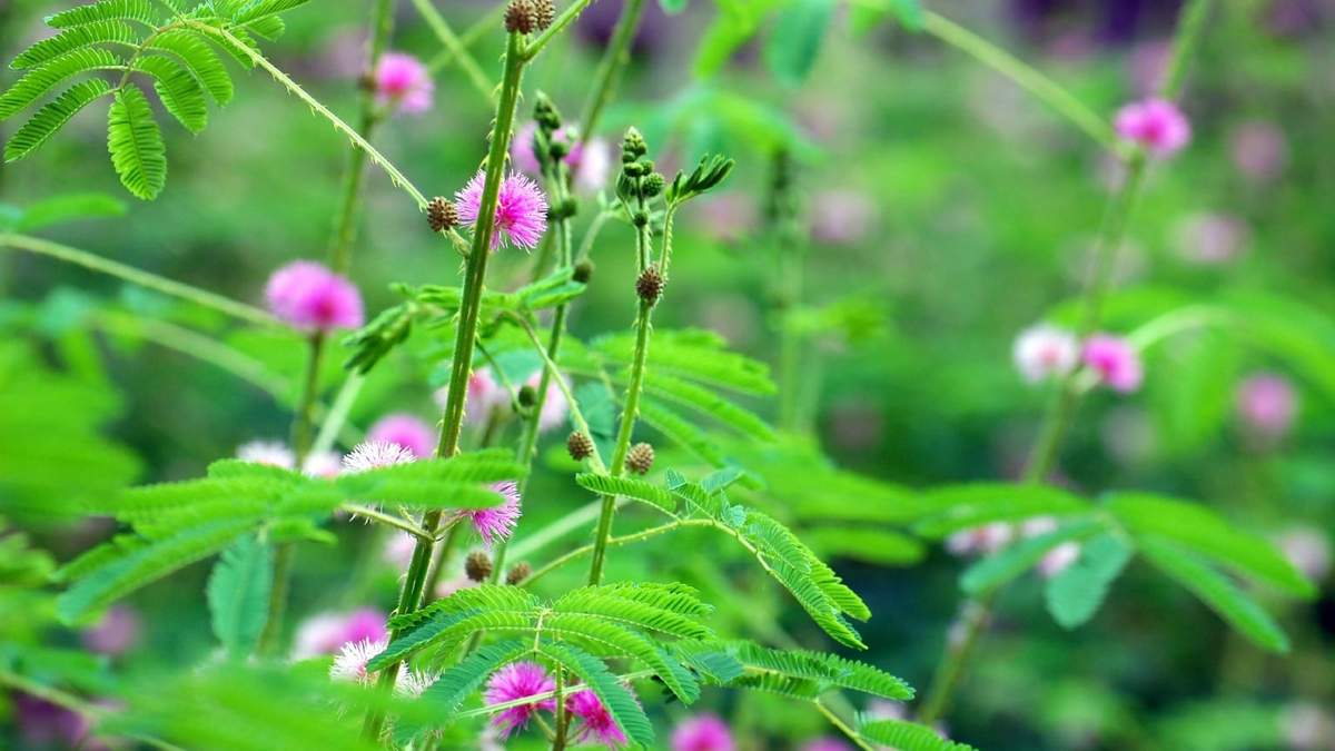 Mimosa, planta. Fuente: (Instagram)