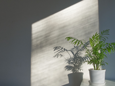 La majestuosa planta que aporta elegancia y estilo y que convierte tu hogar en un verdadero jardín tropical