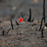 Incendios en Chile: responsabilidades empresariales e institucionales